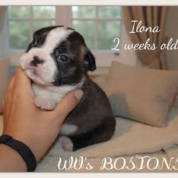 Girl 4 - Black brindle and white female Boston Terrier puppy in North Central, Vermont from Windy Valley’s Bostons