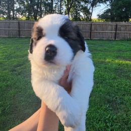 Gilbert - Mahogany and white male Saint Bernard puppy in Brandon, South Dakota from Split Rock Saints