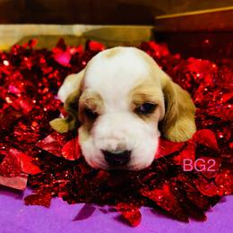 BG2 - Red and white female Basset Hound puppy in Britton, South Dakota from K&S Canines