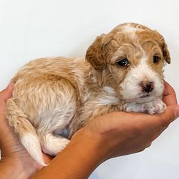Sandy - Apricot female Aussiedoodle puppy in Flagstaff, Arizona from Gunstock Doodles
