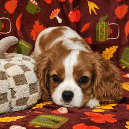 Bernard - Blenheim male Cavalier King Charles Spaniel puppy in Eau Claire, Wisconsin from B&C Wigglebutts