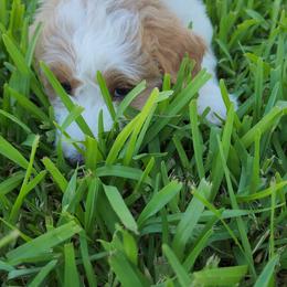 Goldendoodle Puppies from Costa's Curly Canines