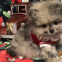 Pomeranians and Pomskies from Pom Pom Pomskies-TN