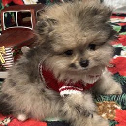 Pomeranians and Pomskies from Pom Pom Pomskies-TN