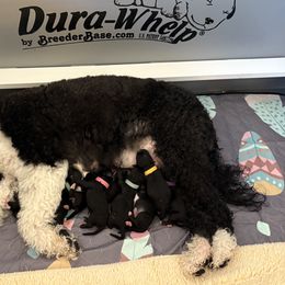 Portuguese Water Dog Puppies from Sunnybay Portuguese Water Dogs