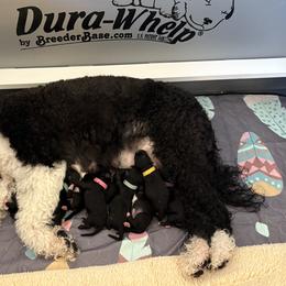 Portuguese Water Dog Puppies from Sunnybay Portuguese Water Dogs