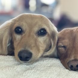 Dachshunds from Agape Dachshunds