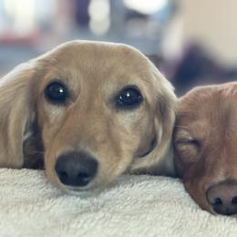 Dachshunds from Agape Dachshunds