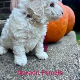 Maroon Female - Cream female Aussiedoodle puppy in Woodbury, Connecticut from Crabtree Farm Doodles