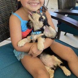 Dachshund Puppies from Delta Dachshunds