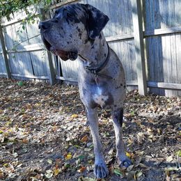 AURA - Great Dane