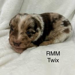 Boy 4 - Red merle male Miniature Australian Shepherd puppy in Roseville, California from Golden State Mini Aussies