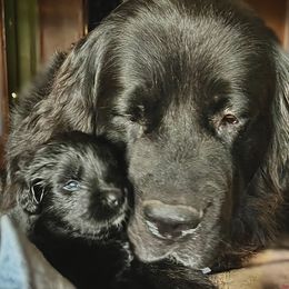 Annie - Newfoundland