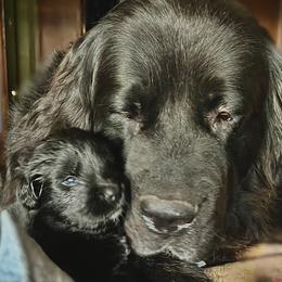 Annie - Newfoundland