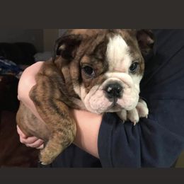 Bulldog, French Bulldog, and Pug Puppies from Royal destiny kennels
