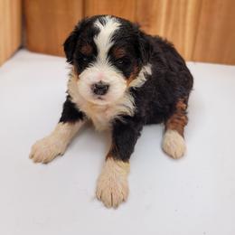 Bernedoodle Puppies from Beartown Doodles
