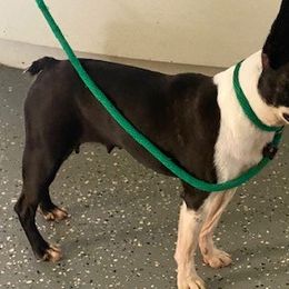 Prissy - Boston Terrier