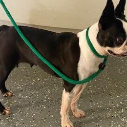 Prissy - Boston Terrier