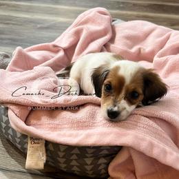 Dachshund Puppies from Camacho_Dachshunds