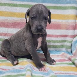 Koda - Blue male Great Dane puppy in Kannapolis, North Carolina from Carolina Great Danes & Toy Poodles