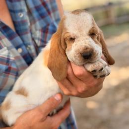 Girl 2 - Red and white female Basset Hound puppy in Conway, Missouri from Ozark Mountain Kennel