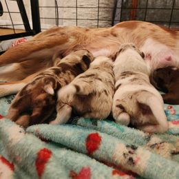 Border Collie Puppies from Cullins Collies