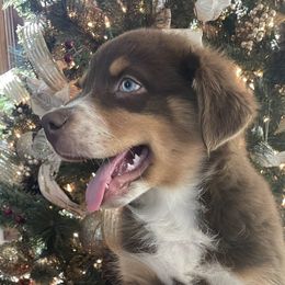 Australian Shepherds from Mundo Farm Aussies