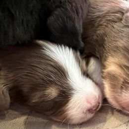 Australian Shepherds and Miniature American Shepherds from Countryside Kennels and Aussies