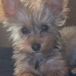 Yorkshire Terriers from Yorkie