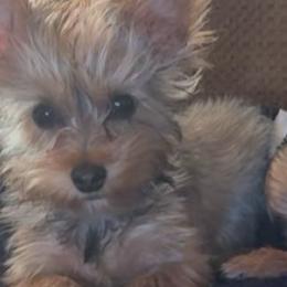 Yorkshire Terriers from Yorkie