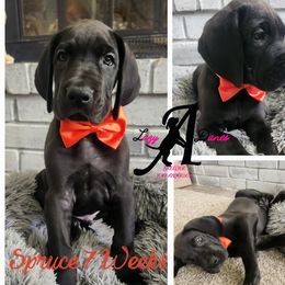 Spruce - Black Great Dane puppy in Longview, Texas from Lazy A Danes