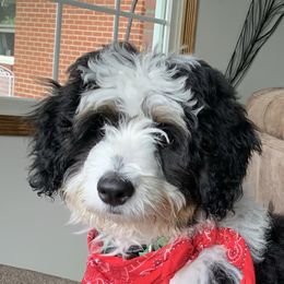 Dotti - Bernedoodle