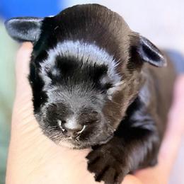 Charlie Black boy white strip chest ESA lines Pending eye color - Black male Miniature Schnauzer puppy in Temple, Texas from Schnauzers Of Taylor