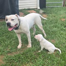 Nash - White male American Bulldog puppy in Abita Springs, Louisiana from Slumski's Bulldogs