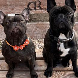 French Bulldogs from Rowdy Rowley’s Enshrined Frenchies LLC