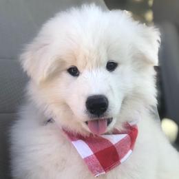 'Justice For All' (red boy) - White male Samoyed puppy in Bearcreek, Montana from Morning Star Samoyeds