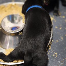 Labrador Retriever Puppies from Steele Caliber Retrievers