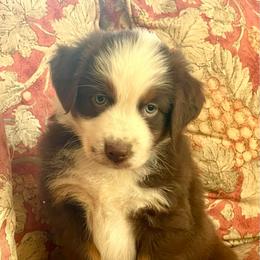 Cricket - Red tri-color female Australian Shepherd puppy in Martha’s Vineyard, Massachusetts from Cranberry Hill Aussies