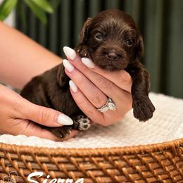 Sierra - Chocolate female Goldendoodle puppy in Van Alstyne, Texas from Forest Haven Doodle Co.