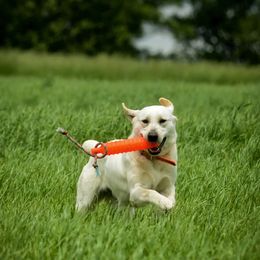 Dilute Retrievers from Roaming Lab Farms