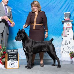 Primo - Cane Corso