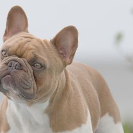 Hannibal  - French Bulldog
