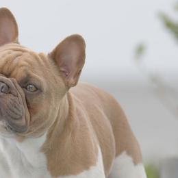 Hannibal  - French Bulldog