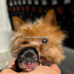 Miniature Schnauzer and Yorkshire Terrier Puppies from Tiny Tushy Lodge