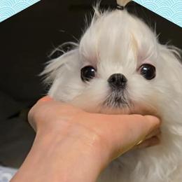 Gucci - Maltese