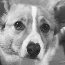 Miniature Australian Shepherds, Pembroke Welsh Corgis, and Yorkshire Terriers from Sittin Pretty Pups