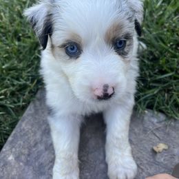 Darla - Blue merle female Australian Shepherd puppy in Paso Robles, California from DeClue Ranch Australian Shepherds