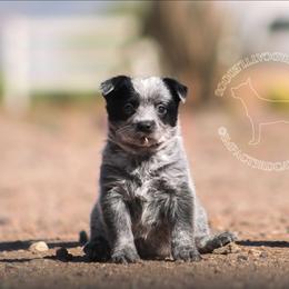 Brizo (ASDR) - Blue speckled female Australian Cattle Dog puppy in Marana, Arizona from Impact 3rd Australian Cattle Dogs