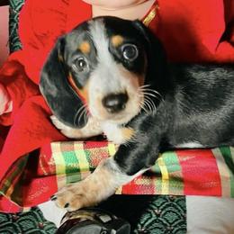 Dachshund Puppies from Scottland Ranch Dachshunds