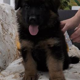 Male - Black and red male German Shepherd puppy in Twin Lake, Michigan from VanBlargan German Shepherds